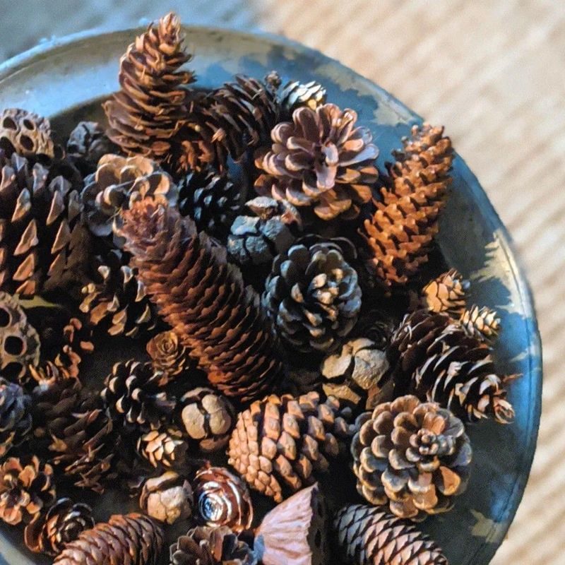 Natural mixed pine cones for tabletop decorations, a great assortment of a selection of natural pine cones for crafting