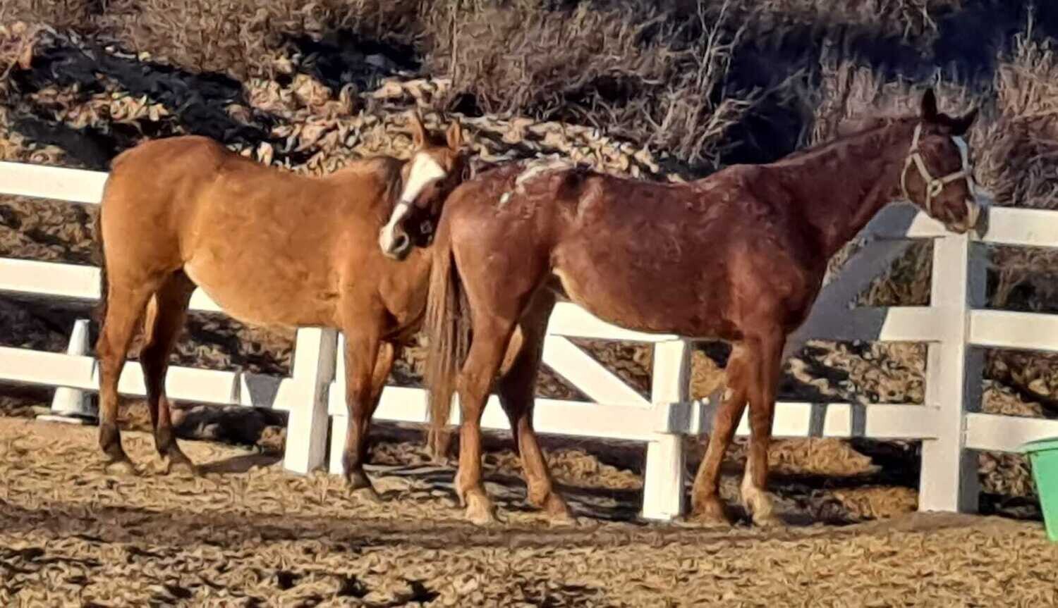 Sponsor a Horse (Monthly)