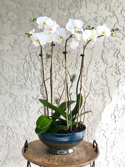 Dressed Potted Orchid Arrangement