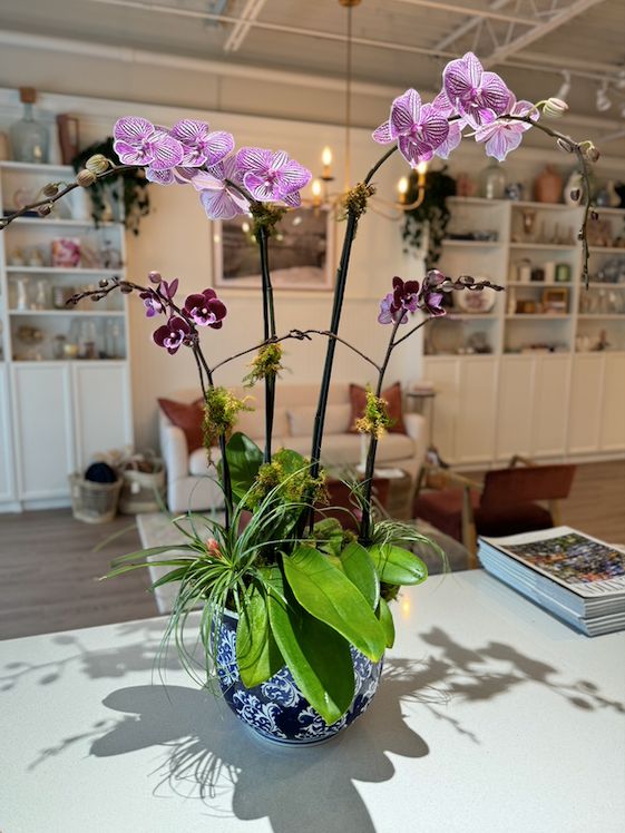 Dressed Potted Orchid Arrangement