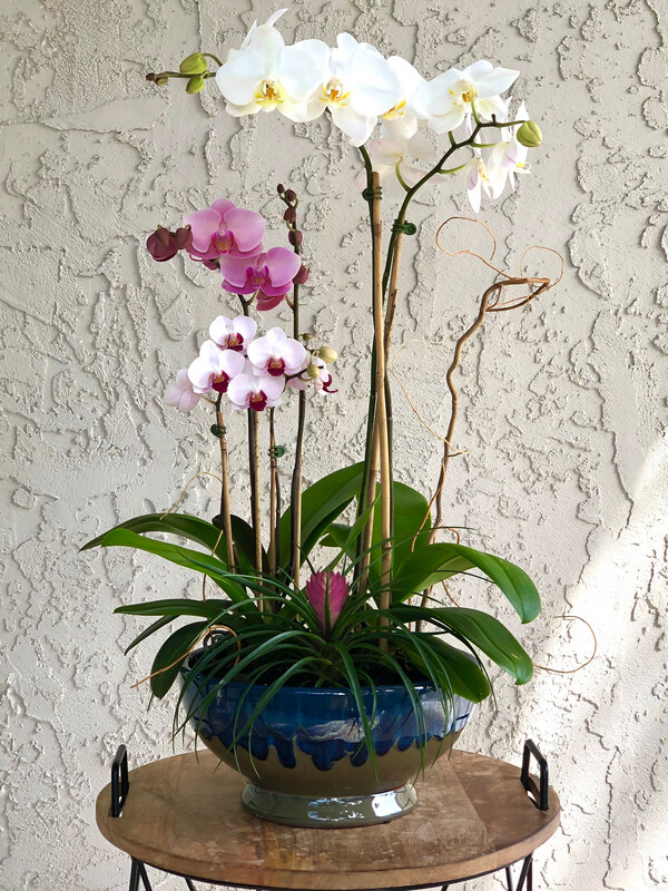 Dressed Potted Orchid Arrangement