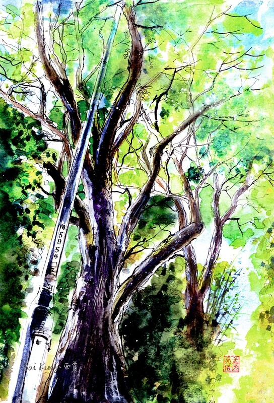Summer Trees. Watercolour Greeting cards/ Postcards/ Art prints of Hong Kong   夏樹。 香港水墨淡彩賀卡/ 明信片／印畫