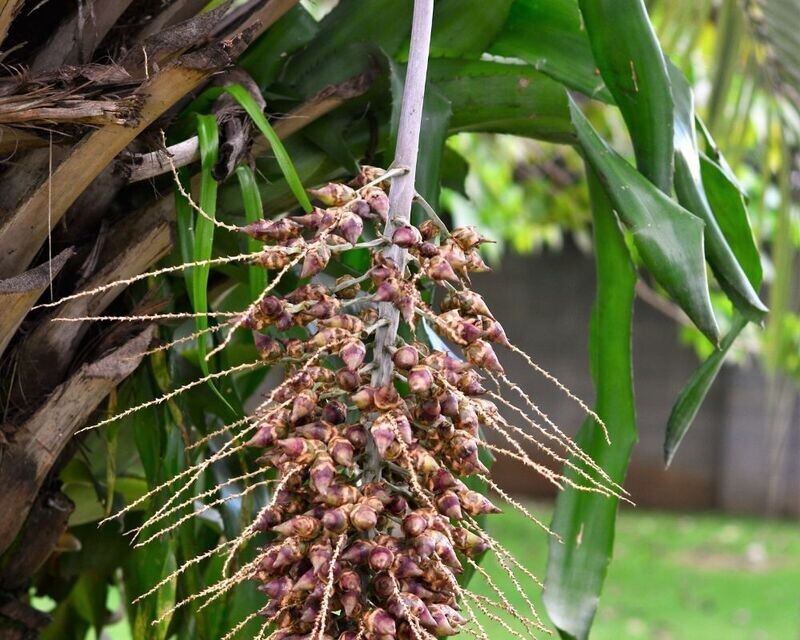 Babassu Oil