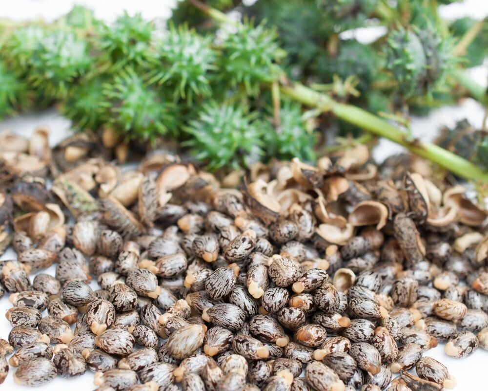 Jamaican Black Castor Oil
