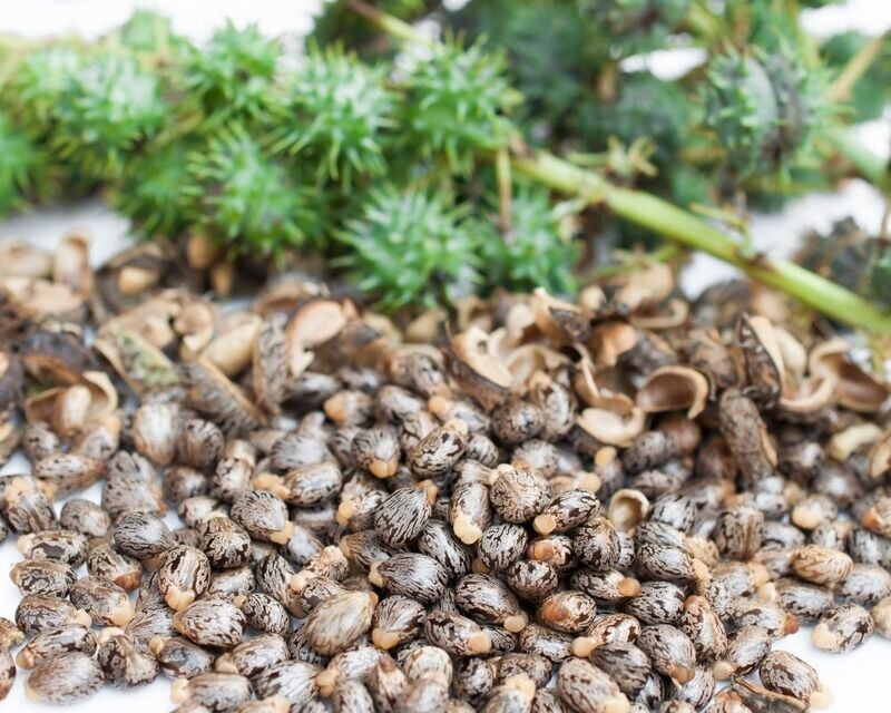 100% Black Castor Oil