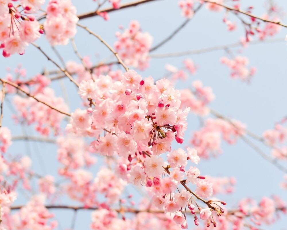 Japanese Cherry Blossom Fragrance Oil