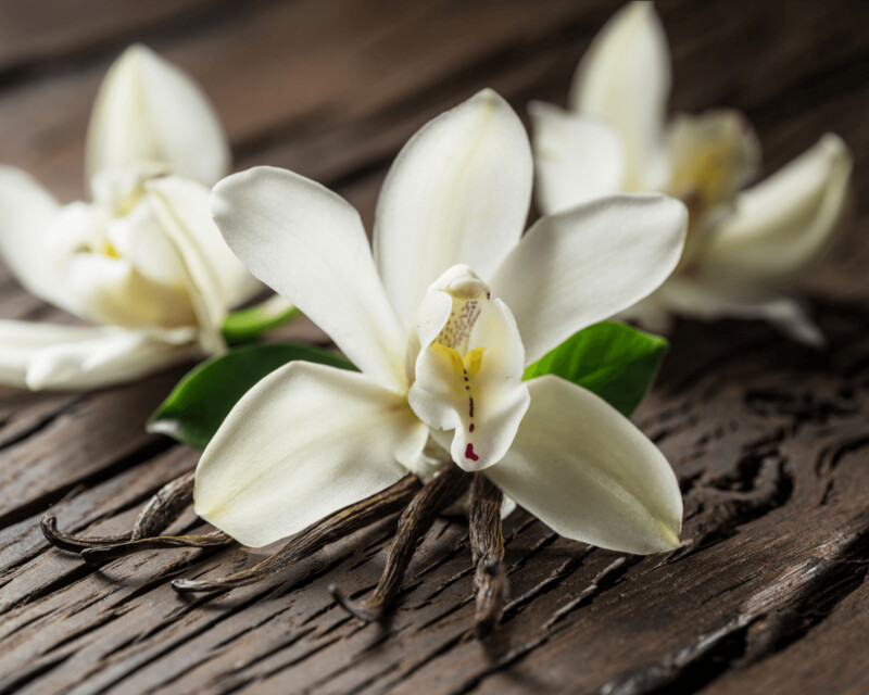 Midnight Vanilla Fragrance Oil