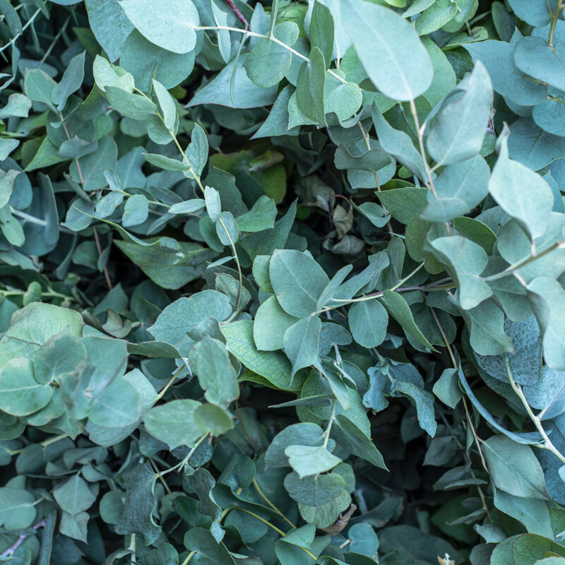 Eucalyptus Essential Oil
