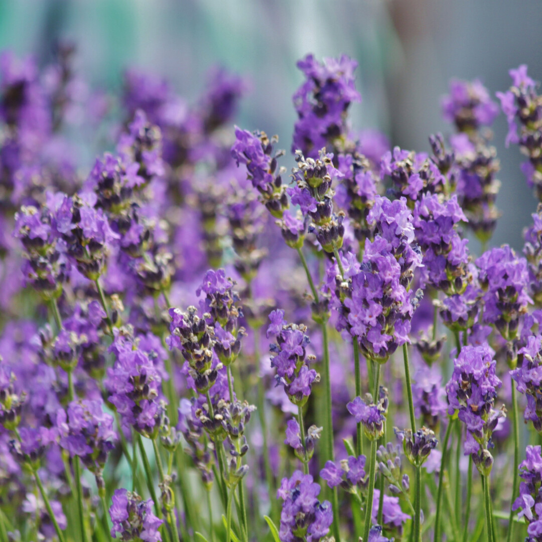 Lavender Essential Oil
