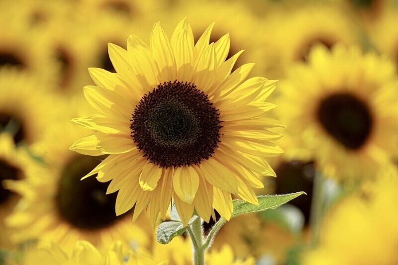 Sunflower Oil