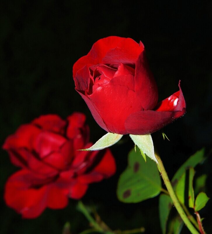 Rose Petals Fragrance Oil