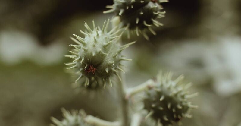 Castor Oil