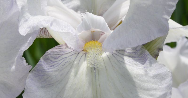 Vanilla Fragrance Oil