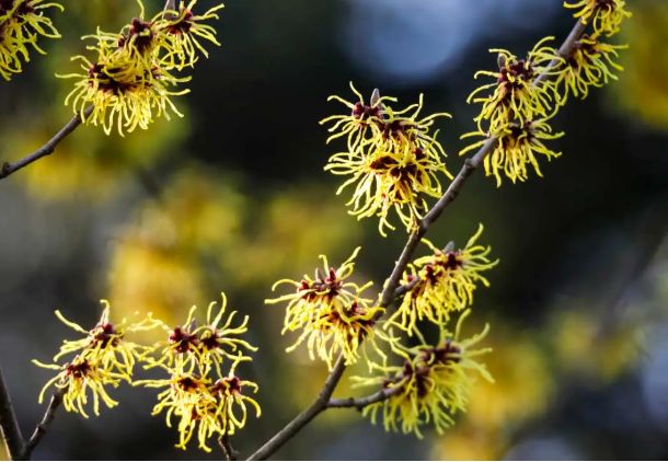 Witch Hazel Distillate-Alcohol Free