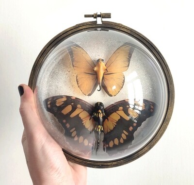 Baterflies