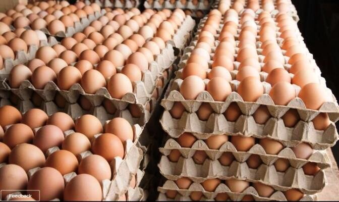 A TRY OF 24 EGGS