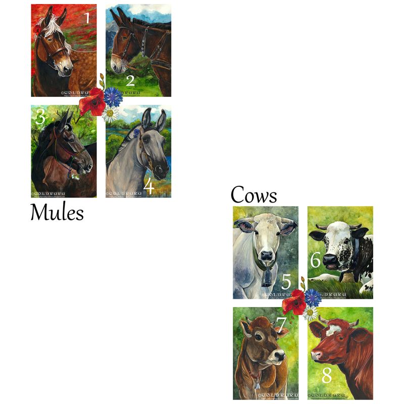 Mules + Cows - Postal Cards / Cartes Postales