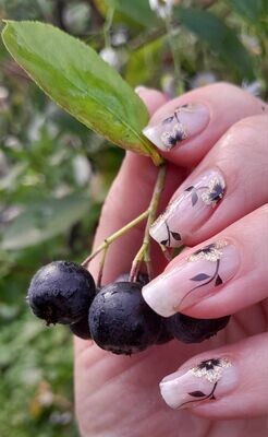 Aurora, Overlay, transparente 16er-Nagelfolie