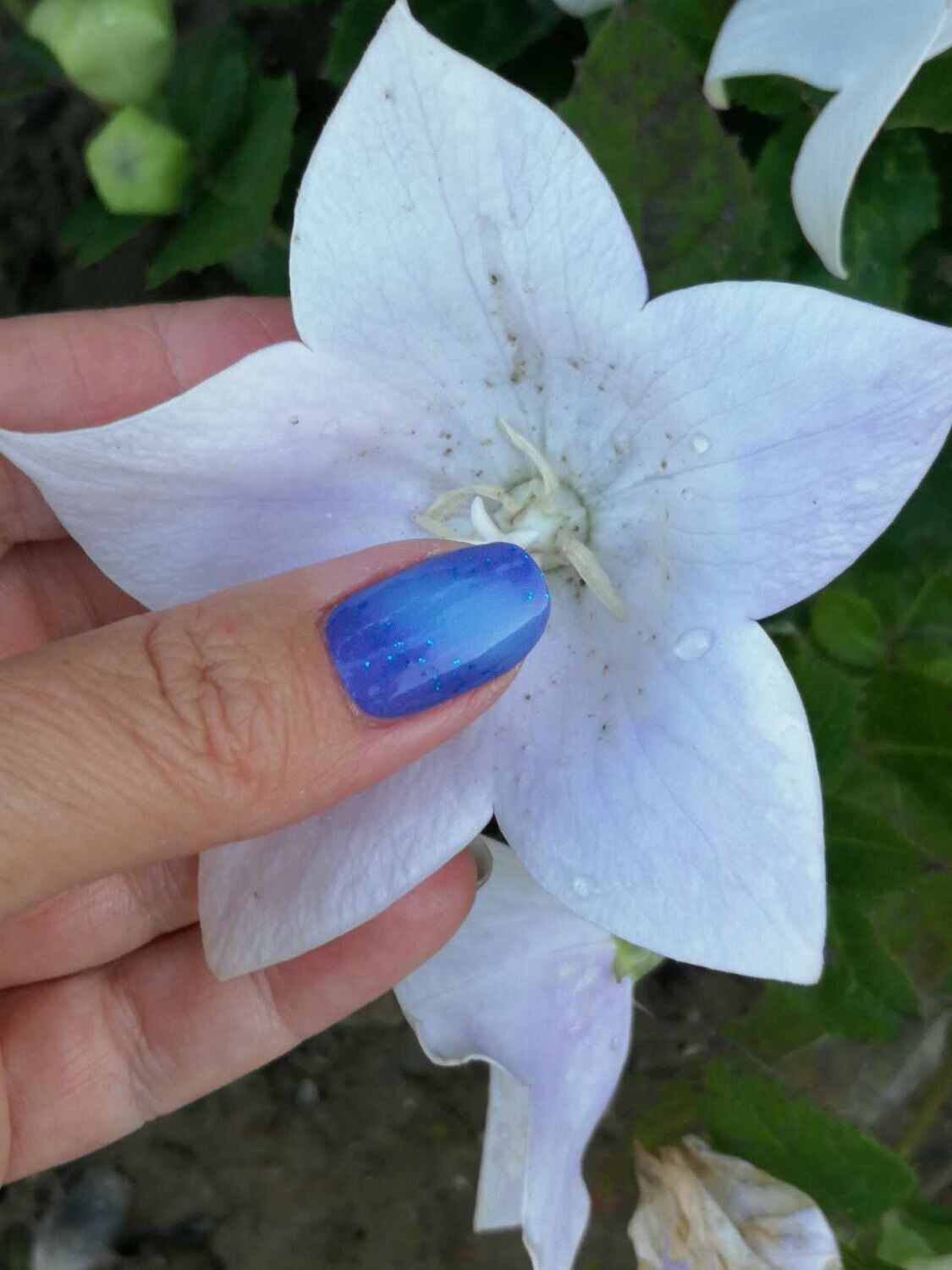 Beautiful Helen Royal Blue, 16er-Nagelfolie Magic Nail Wraps