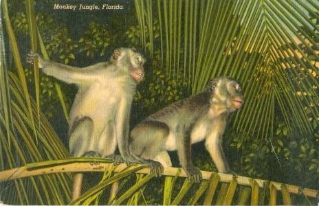 1950s LINEN Postcard: Monkey Jungle, Florida, Curteich, used 1955