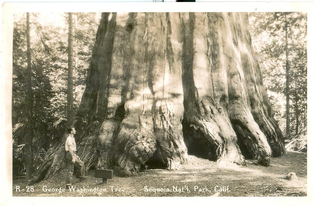 c. 1930s, R-28 - George Washington Tree - Sequoia Nat&#39;l. Park, Calif. REAL PHOTO