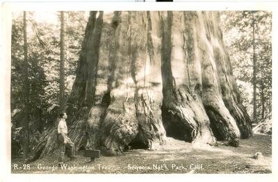 c. 1930s, R-28 - George Washington Tree - Sequoia Nat'l. Park, Calif. REAL PHOTO