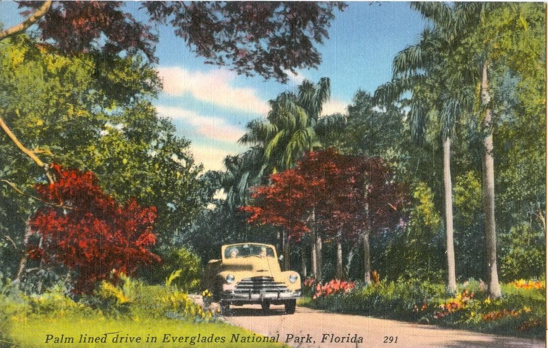 1950s LINEN postcard - Palm Lined Drive in Everglades National Park, Florida 291