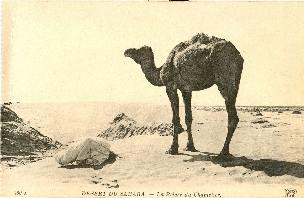 1910s Postcard: Sahara Desert Camel Driver North Africa