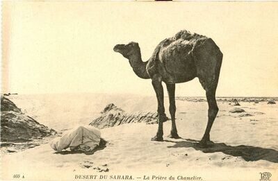 1910s Postcard: Sahara Desert Camel Driver North Africa