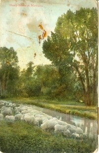 1909 Postcard: Sheep Scene in Montana - Undivided Back