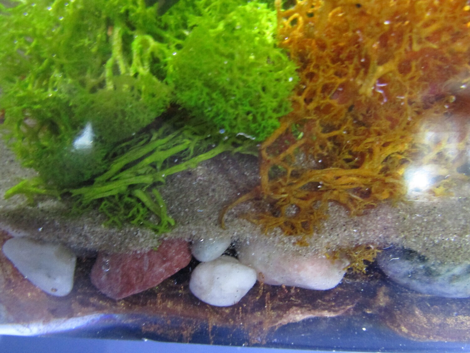 Stegosaurus Pyramid