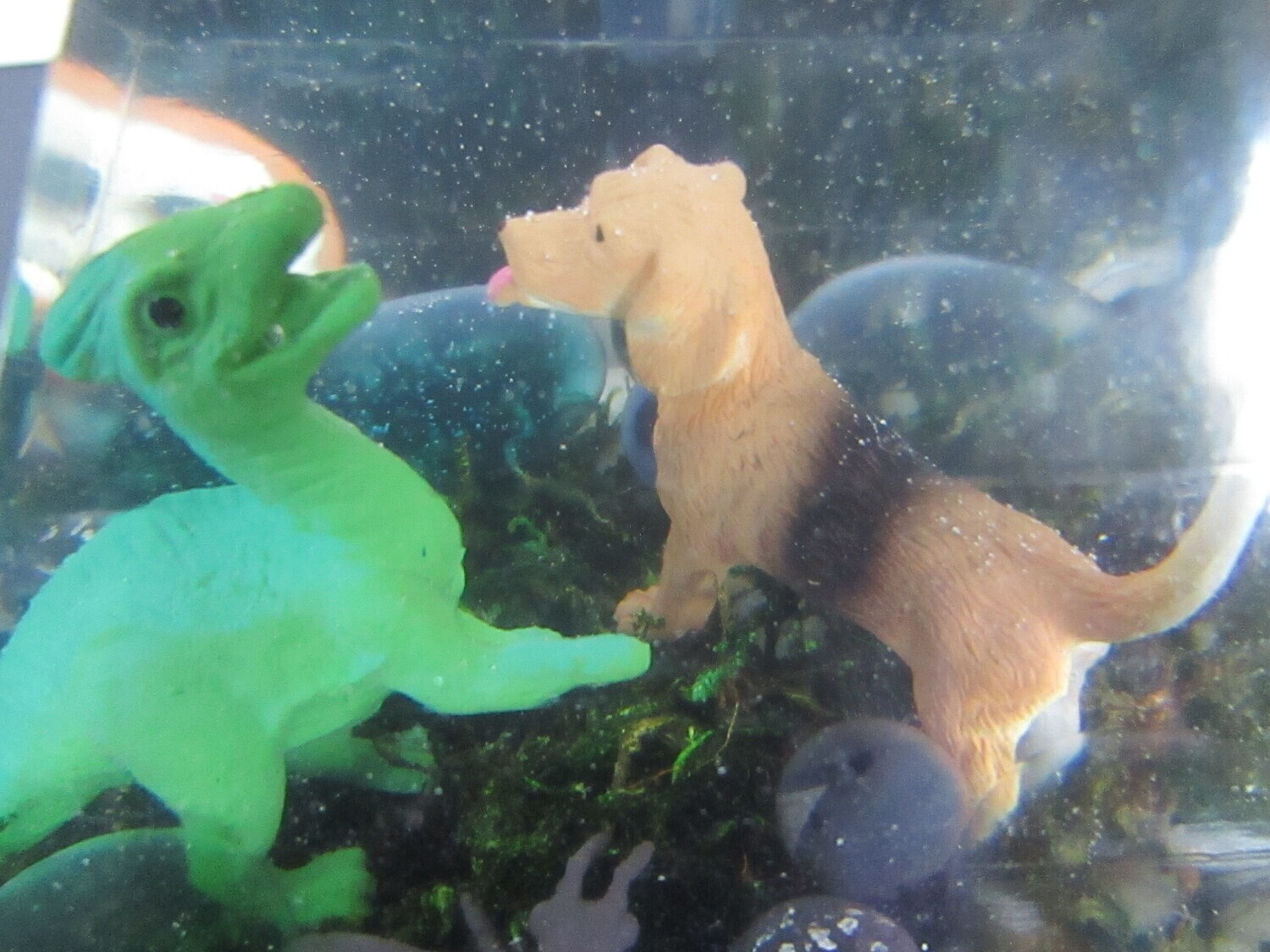 Look At What Happens When A Dinosaur Plays With Our Family Friend