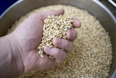 Malt 5kg bags