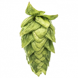 Hallertau Mittlefruh 2024  in 138g packs