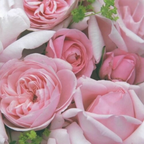33er Serviette Charming Rose