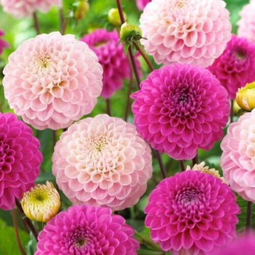 33er Servietten  Dahlia Pink