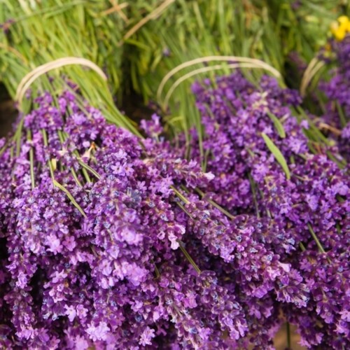 33er Servietten Lavender