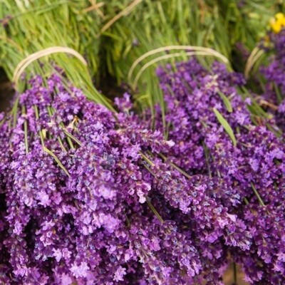 33er Servietten Lavender