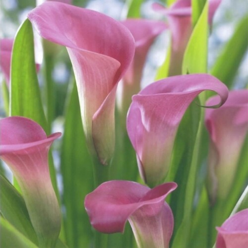 33er Servietten Pink Calla