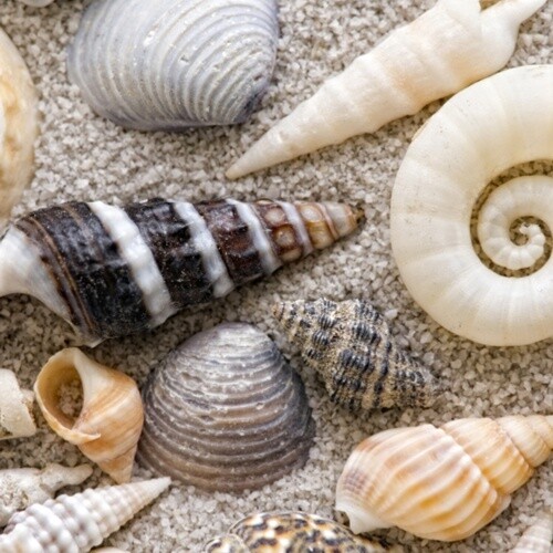 33er Servietten Seashells