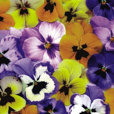 33er Serviette  Pansies