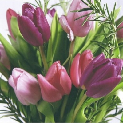 33er Servietten Tulipa