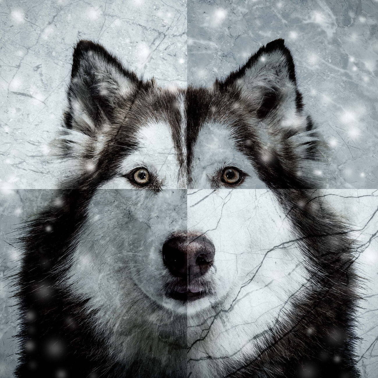 33er Serviette  Husky