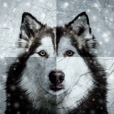 33er Serviette  Husky