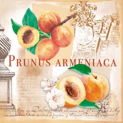 33er Serviette Prunus