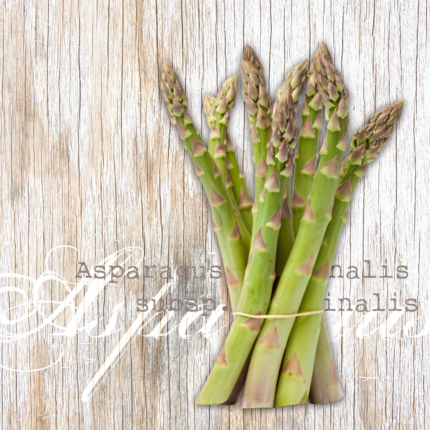 33er Serviette Asparagus