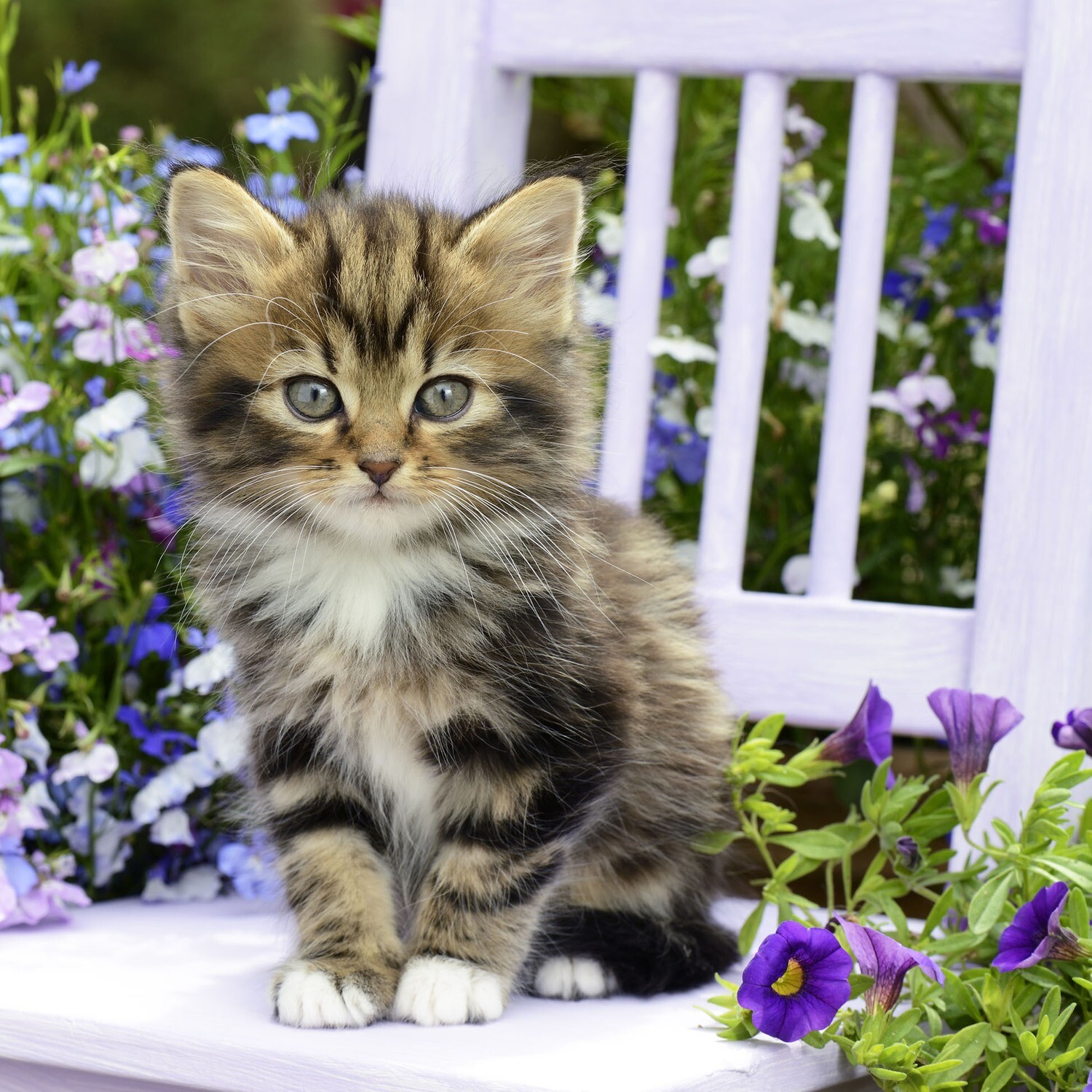 33er Servietten Kitty
