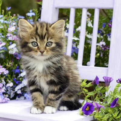 33er Servietten Kitty
