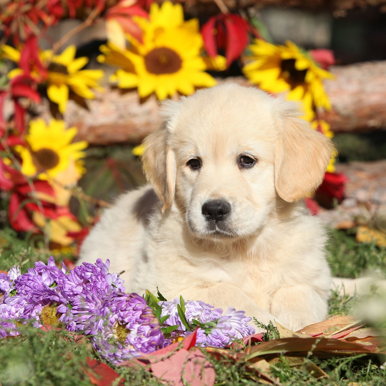 33er Servietten A Dog&#39;s Life