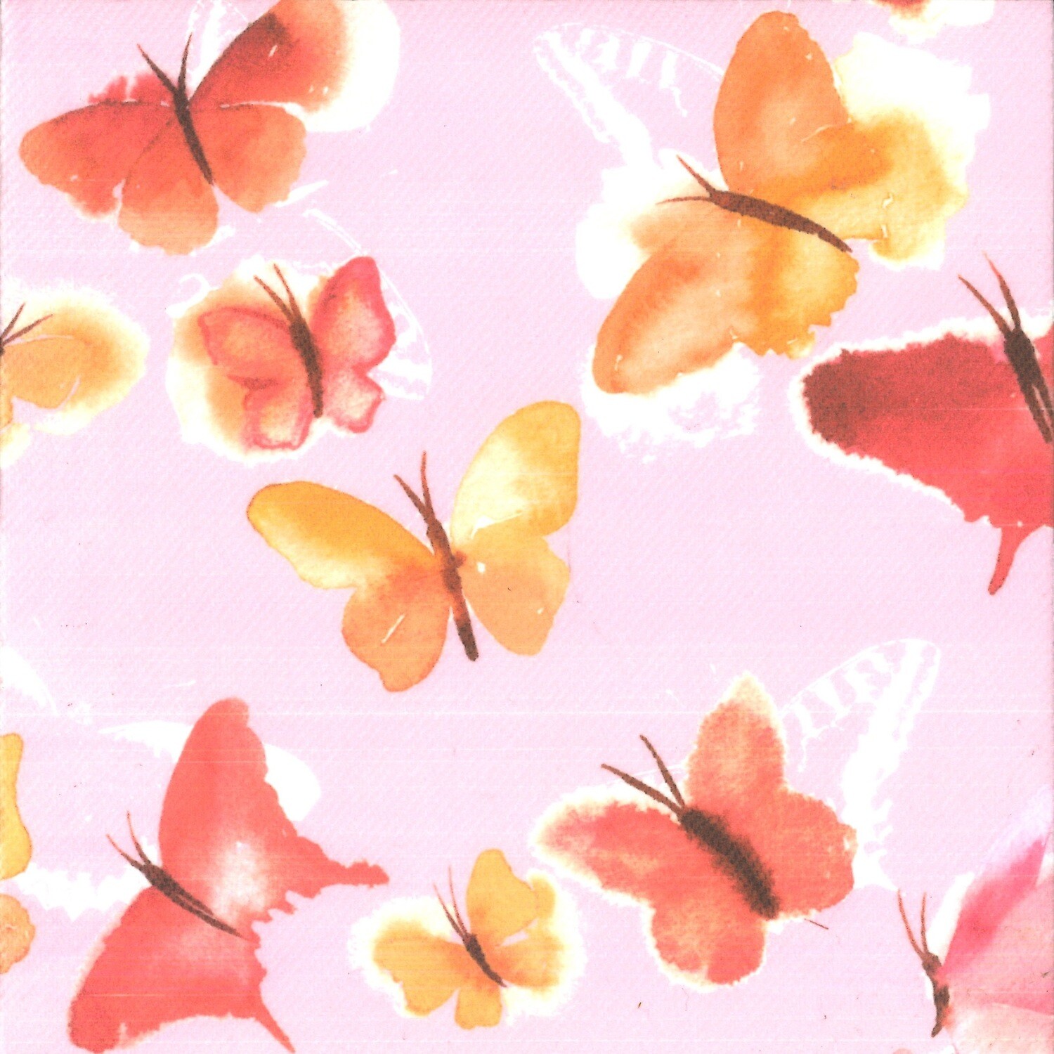 Butterfly rosa